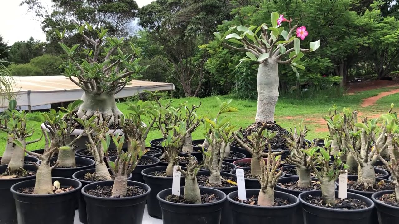 Thai Socotranum na BLACK FRIDAY 2020. Rosas do Deserto a preços incríveis.