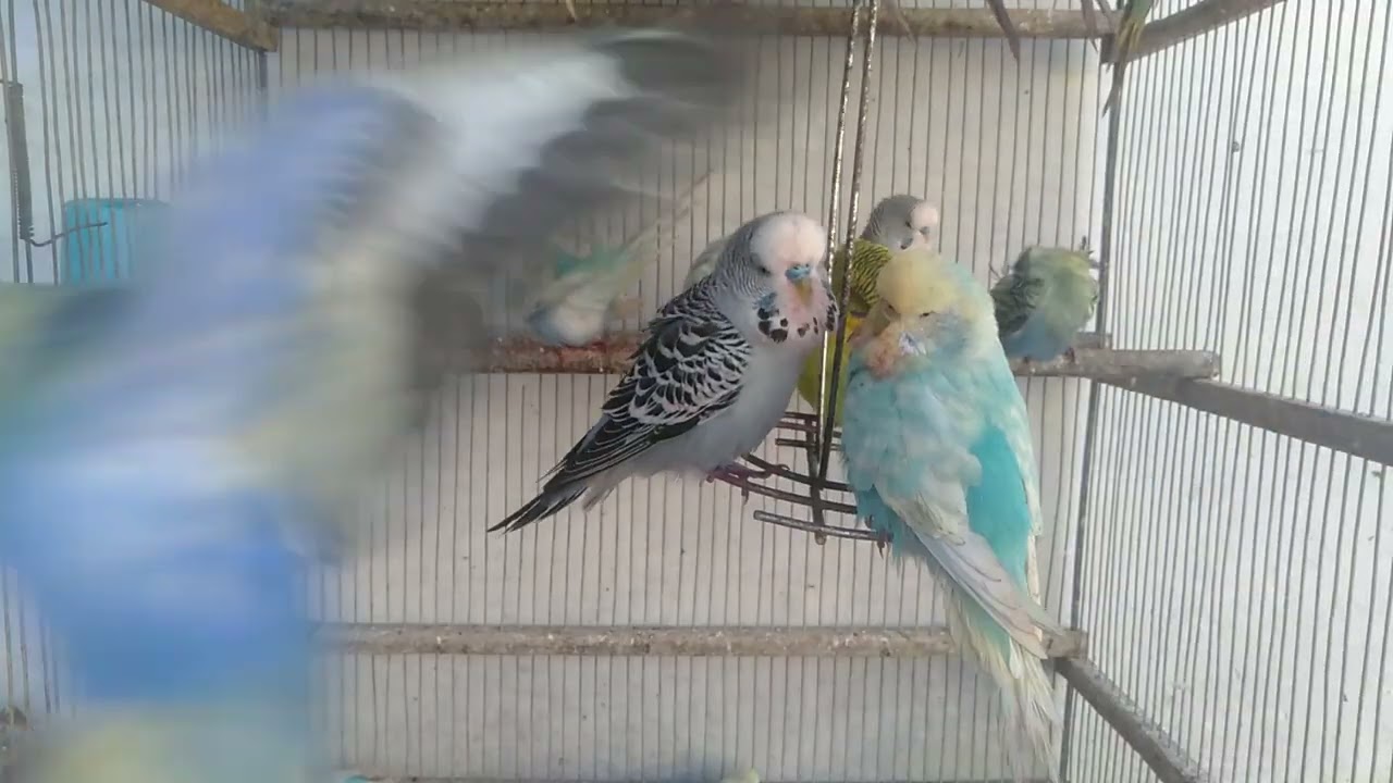 😳朝の小さな変更でここまで変わる！？最後に理由がわかる…セキセイインコ