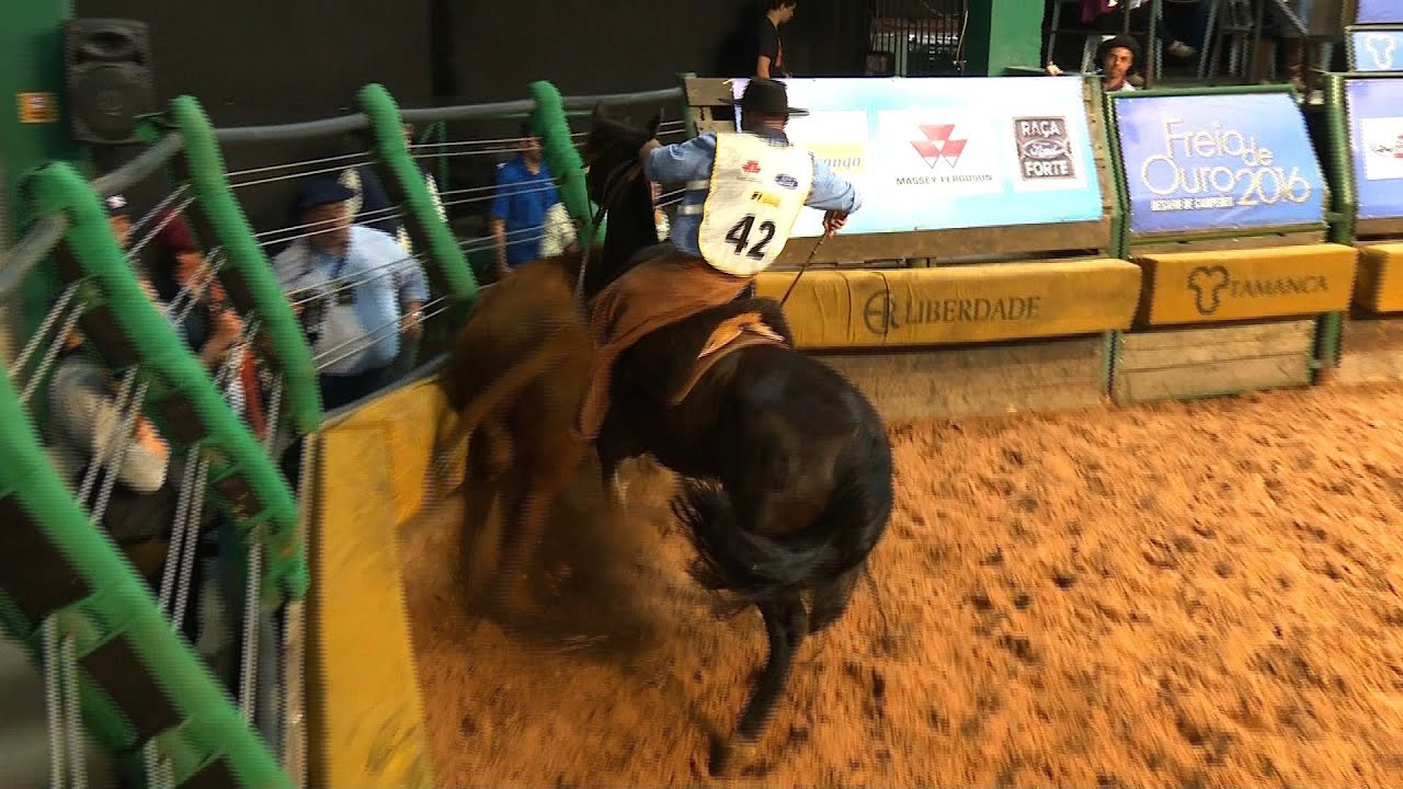 Natividade Setembrina - Freio de Bronze Fêmeas 2016