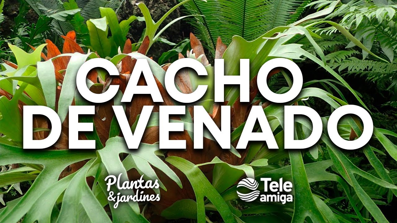 CACHO DE VENADO - Plantas y Jardines en Teleamiga