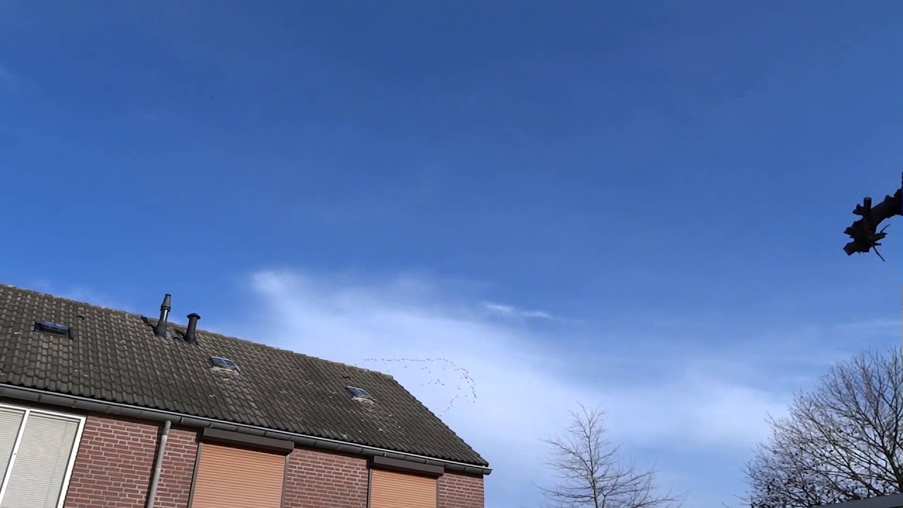 kraanvogels