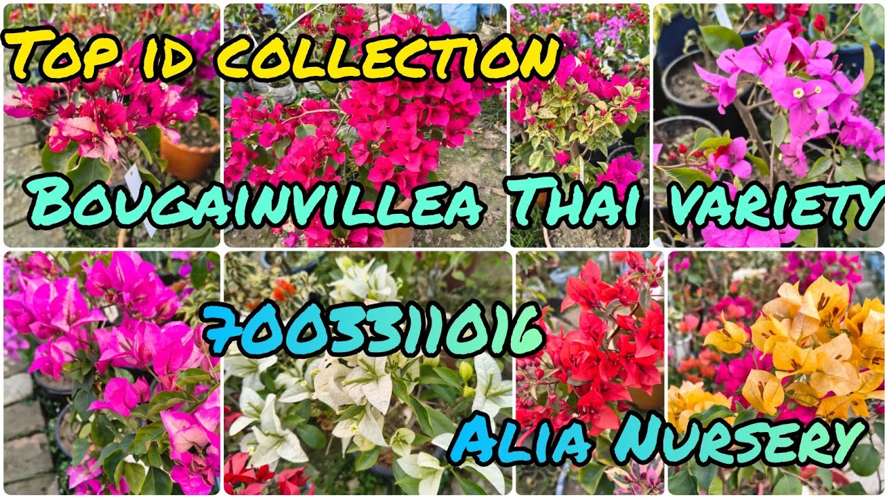 Top ID collection Bougainvillea available in Alia nursery and Agriculture farm💐#youtube#garden#plant