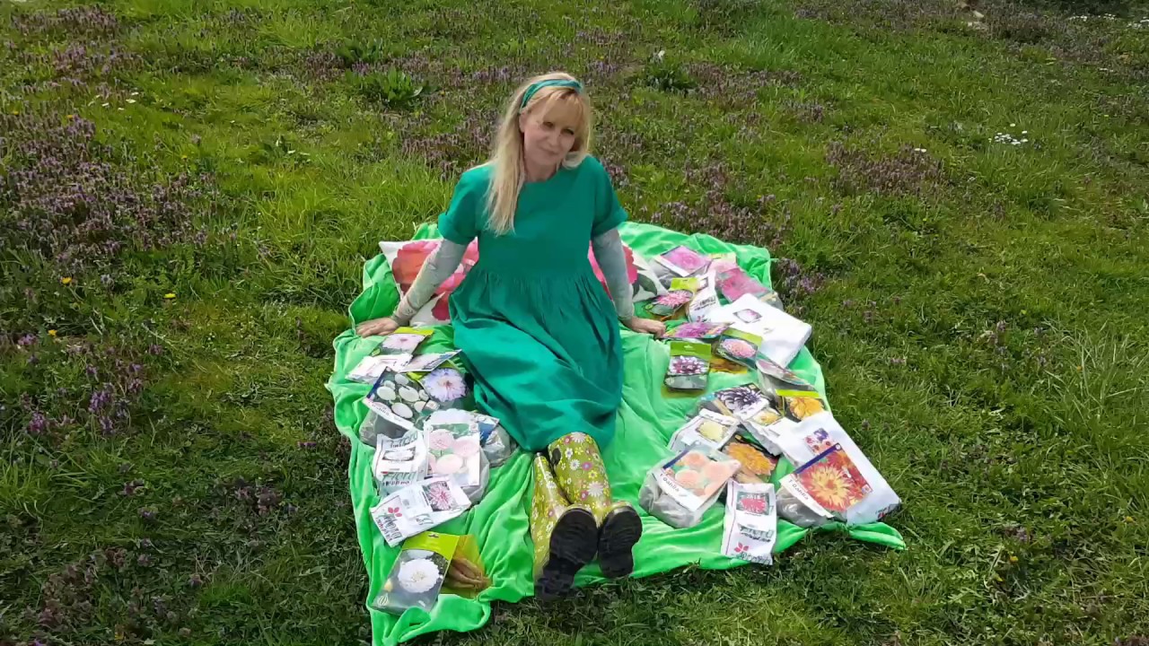 Na šta obratiti pažnju pri sadnji na primeru dalija