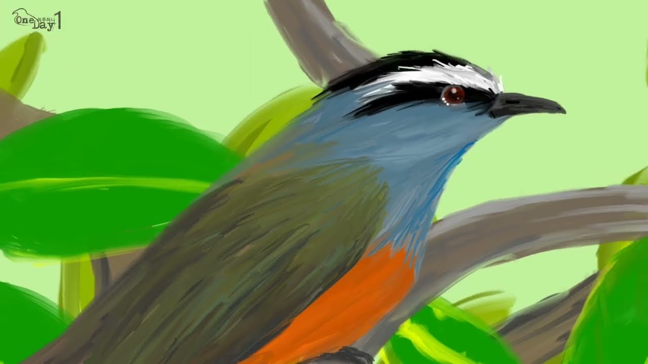 Palani Laughingthrush 팔라니상사조 그리기