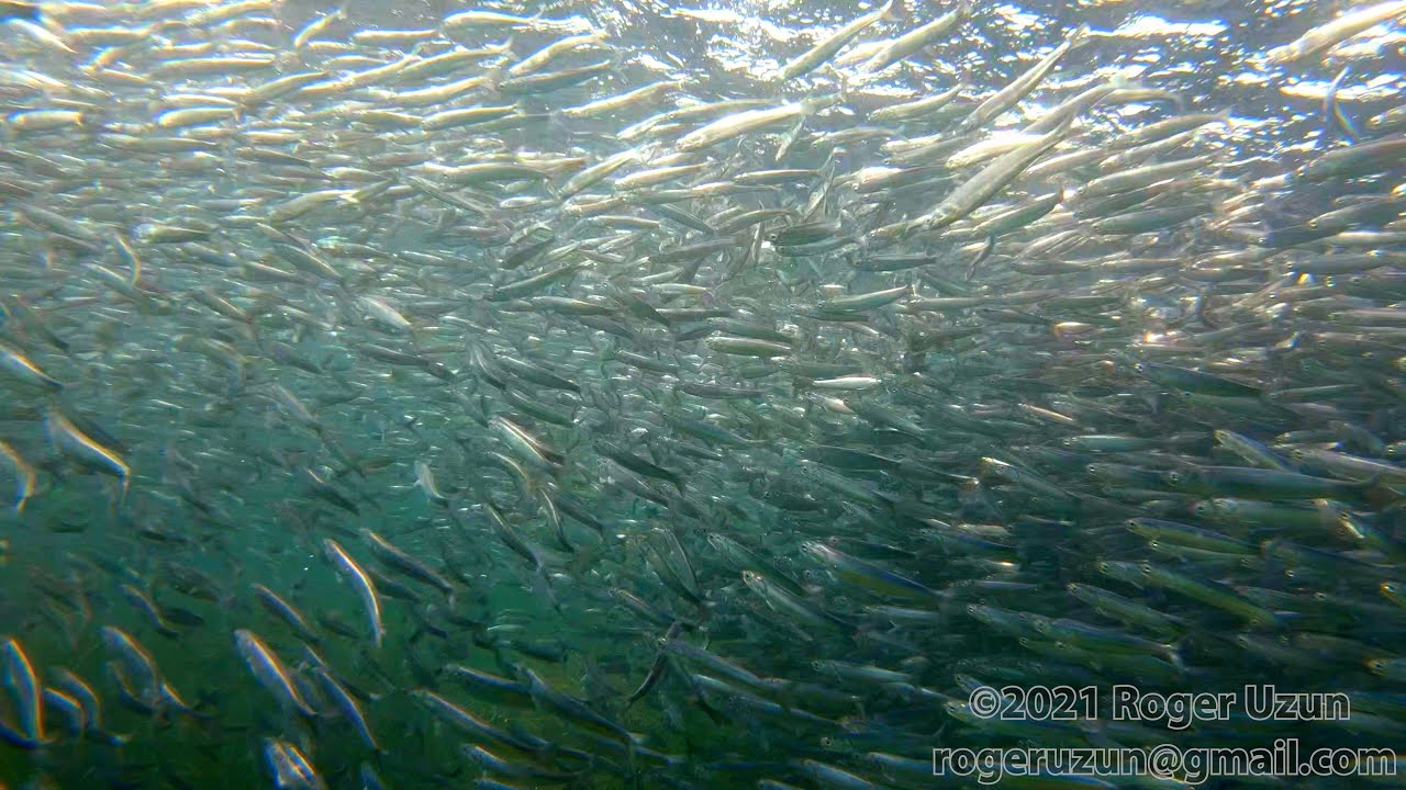HDObservations : Northern Anchovy (4K UHD)