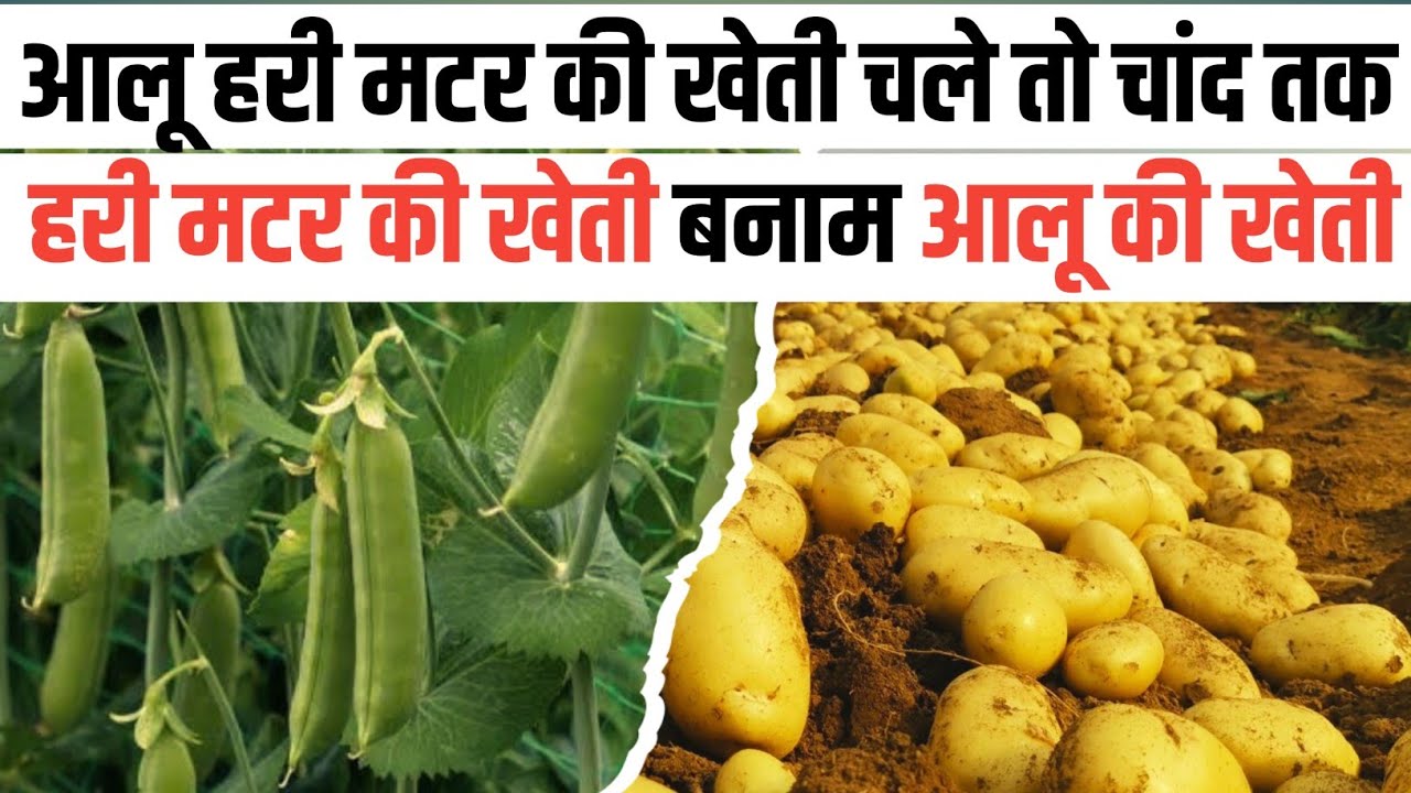 आलू और हरी मटर बदलेगा विचार  । आलू की खेती बनाम हरी मटर की खेती aalu ki kheti vs Hari matar ki kheti