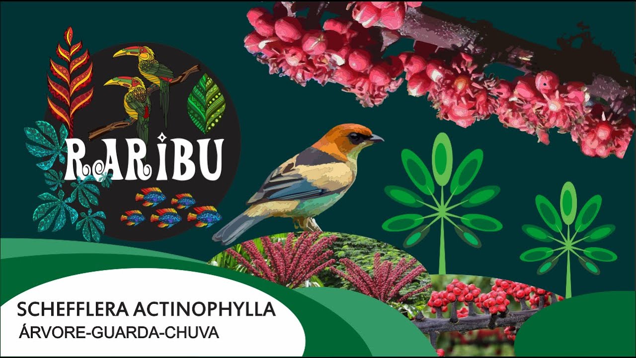 Árvore Guarda Chuva - Schefflera Actinophylla