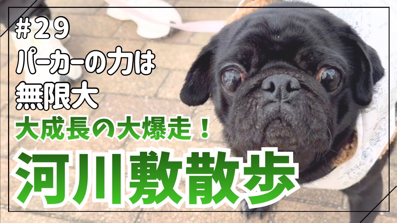 #29 大成長の大爆走！河川敷散歩。パーカーの力は無限大♾️