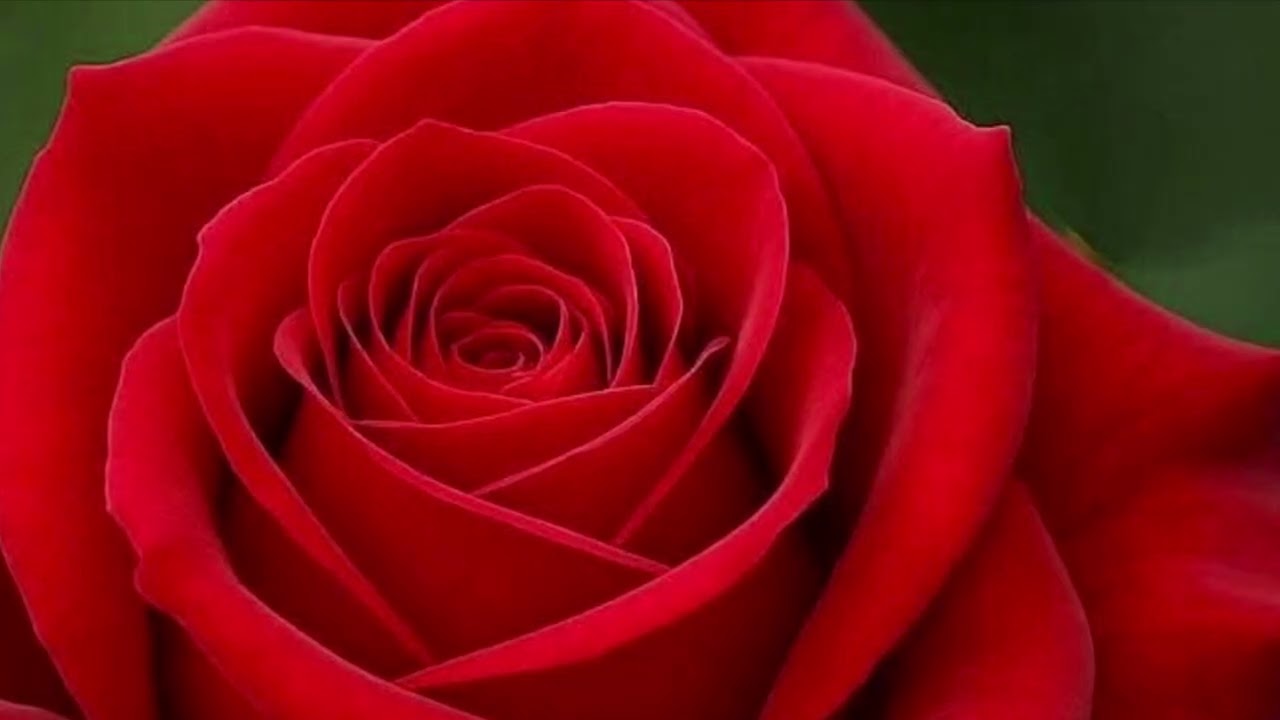 Você merece (regaetom)