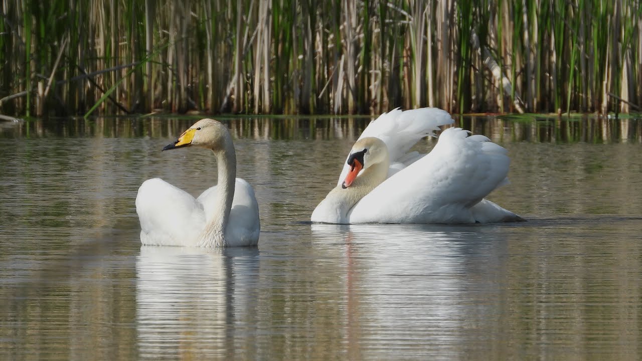 Łabędzie krzykliwe vs nieme / Zaloty łabędzi krzykliwych / Whooper swans vs mute swans