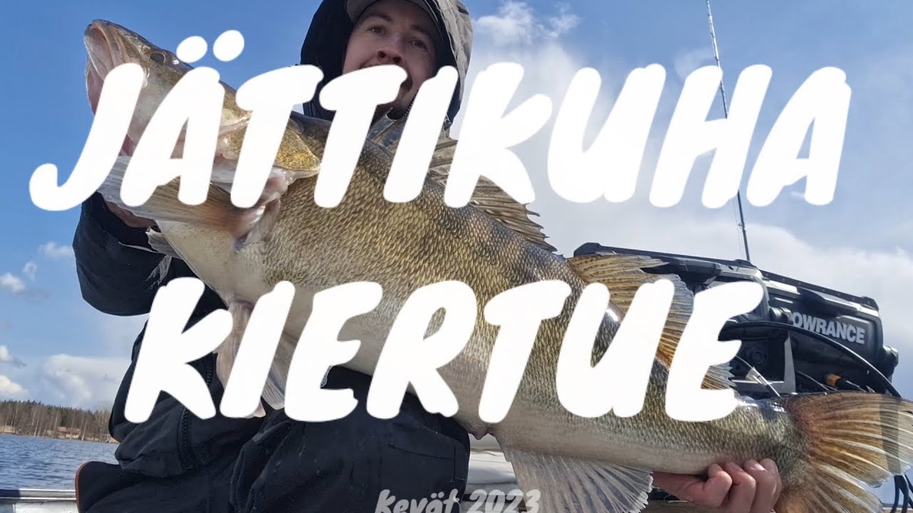 Jättimäisiä Kuhia Keväällä 2023