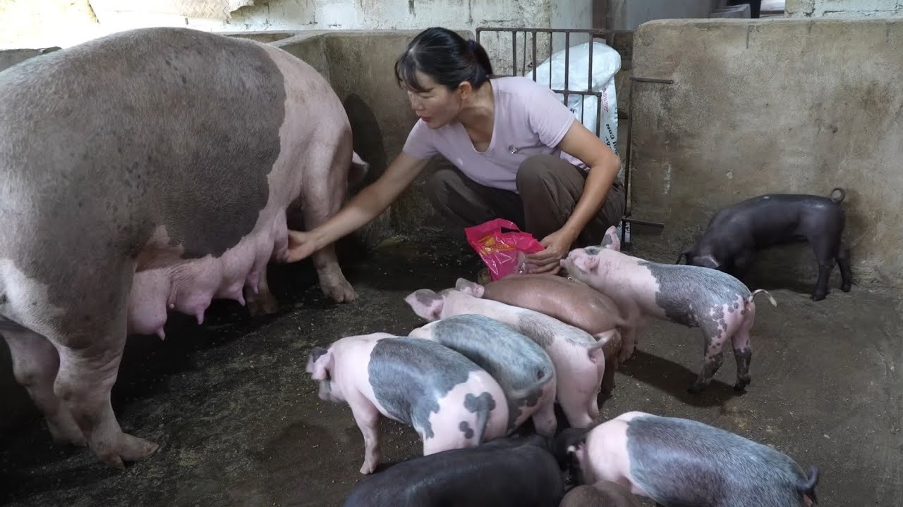 How to care for sows and piglets after weaning ( Ep 384 )
