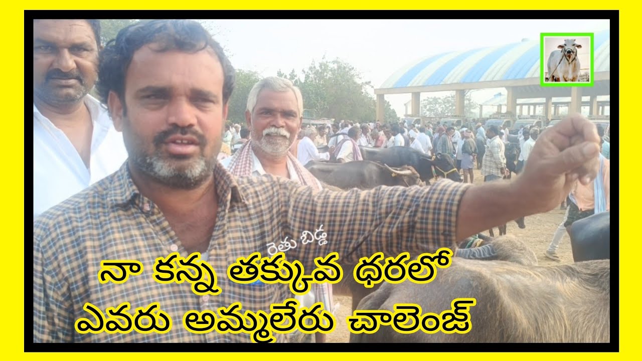 కోసూరు సంతలో (05/02/2026) ఈ వారం వచ్చిన చిన్న గేదలు, లోకల్ గేదెలు  వాటి ధరలు @Rythubidda