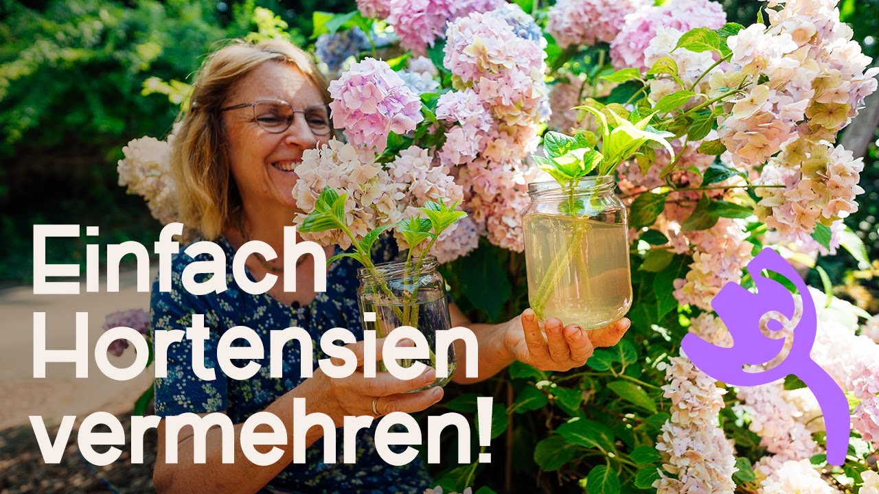 DIY: Hortensien erfolgreich vermehren | Bewurzelungshilfe „Weidenwasser“! 🌱