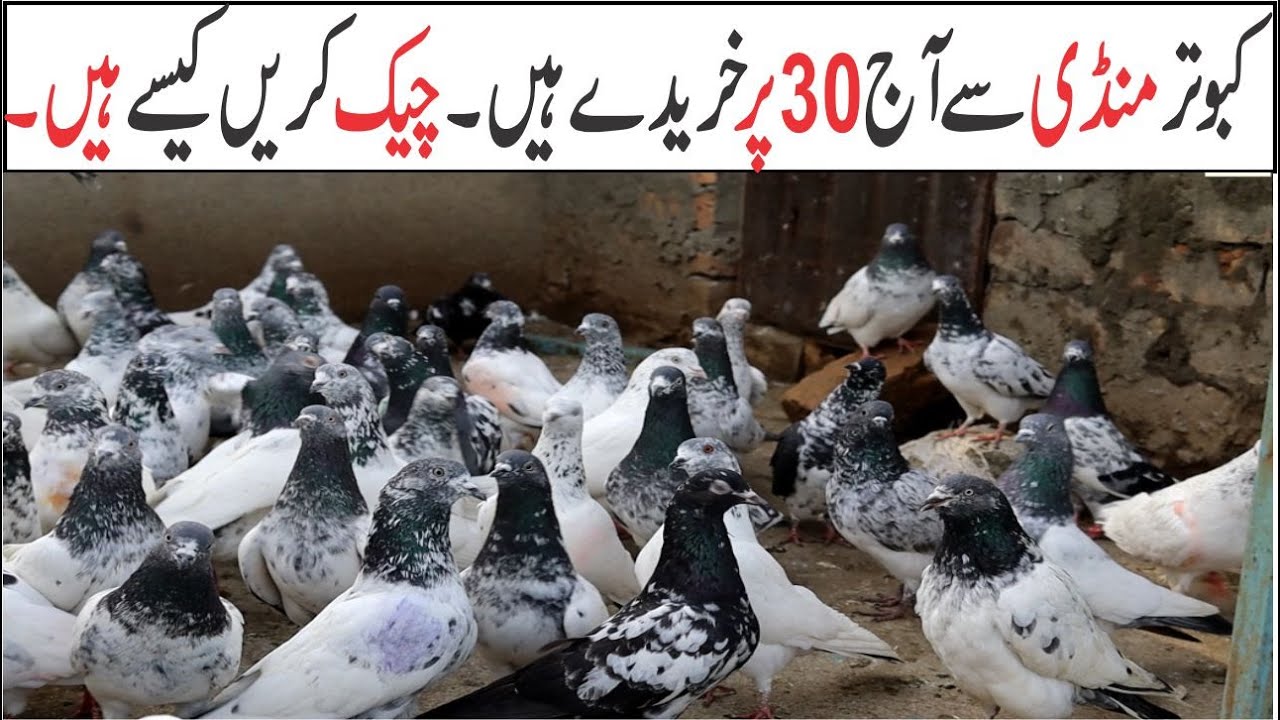 New Jaal Setup New Kabootar !! Beautiful Pigeon Breeding Pair &  Kabootar !! Rawalpindi Pigeons