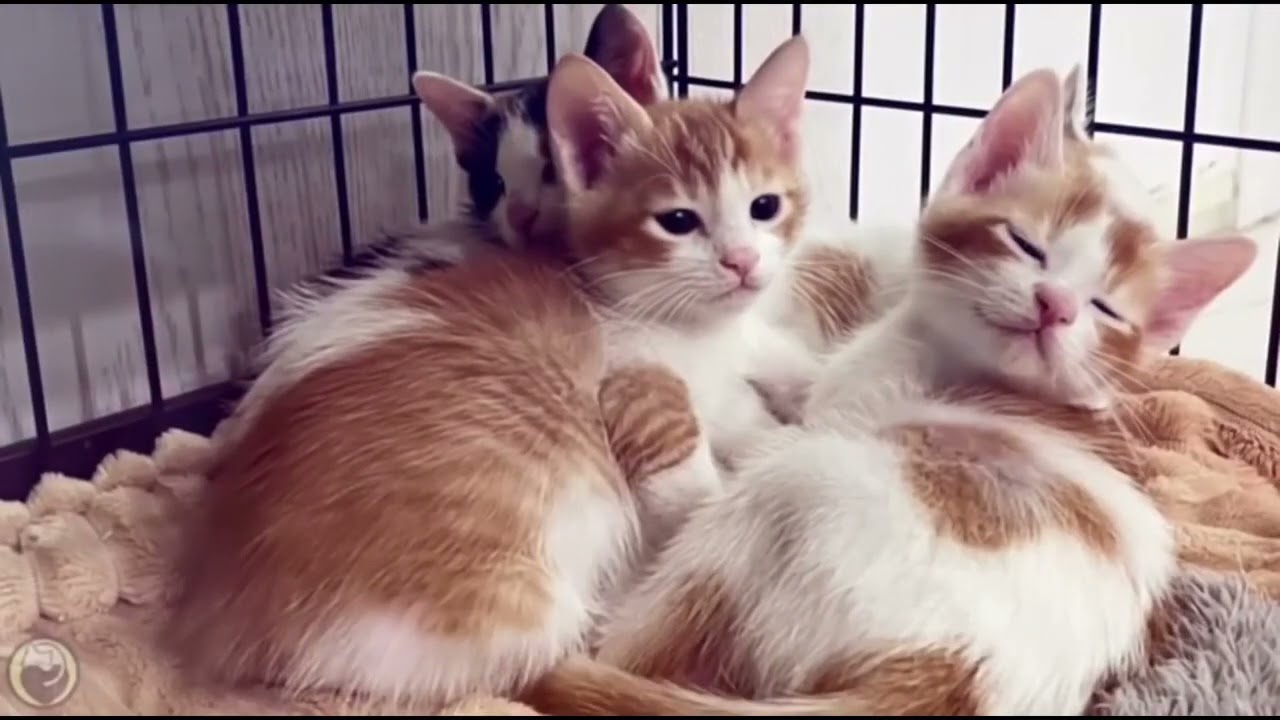 Playlist(cat purring) - Adorable Cat Moments 🐾💖