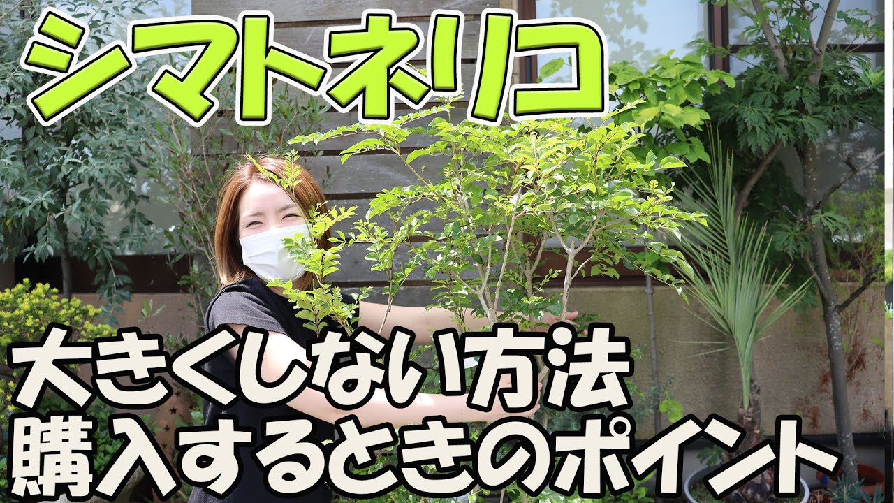 シマトネリコ  大きくしない方法・育て方・ポイント・管理方法【おうちでガーデニング】開花園チャンネル