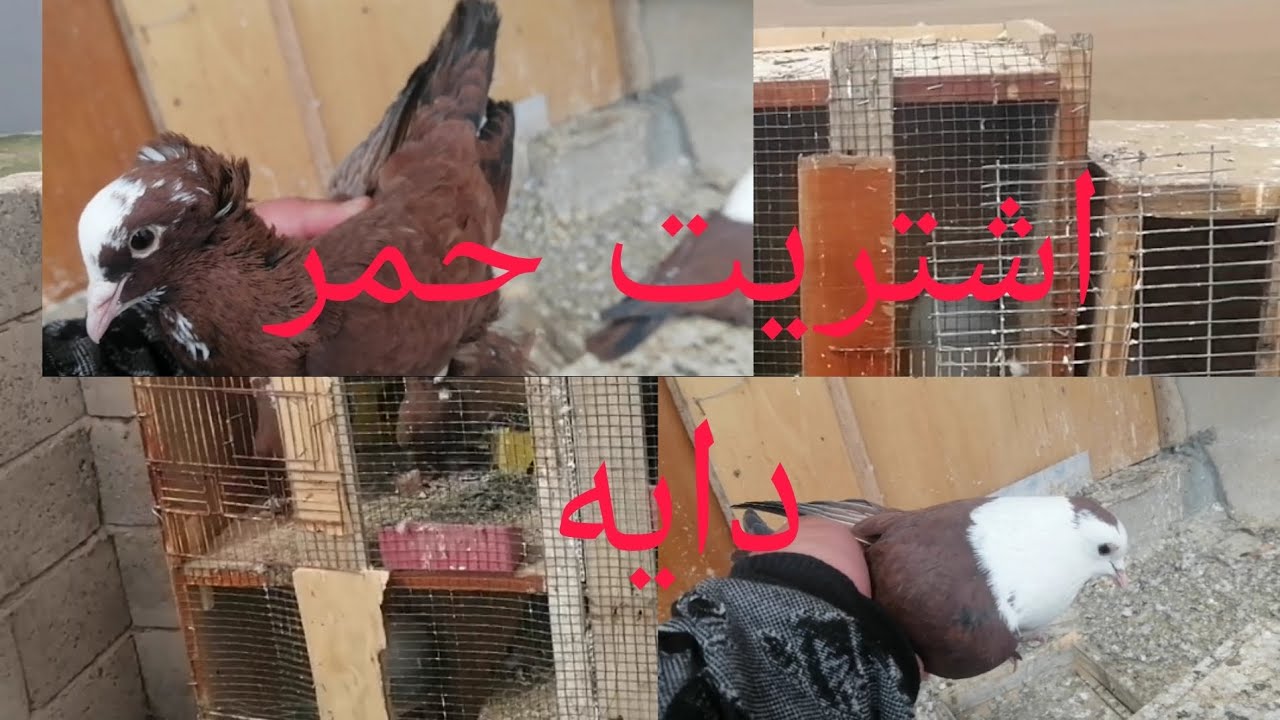 اشتريت حمر دايه وصورت اصغار كحالي وفصل زواجل