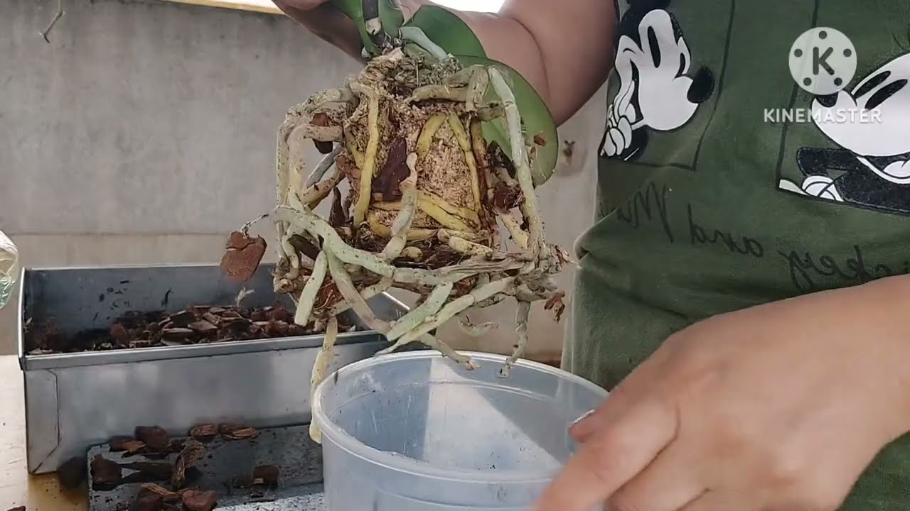 ❤️☝️COMO REPLANTEI ESSA PHALAENOPSIS GIGANTE