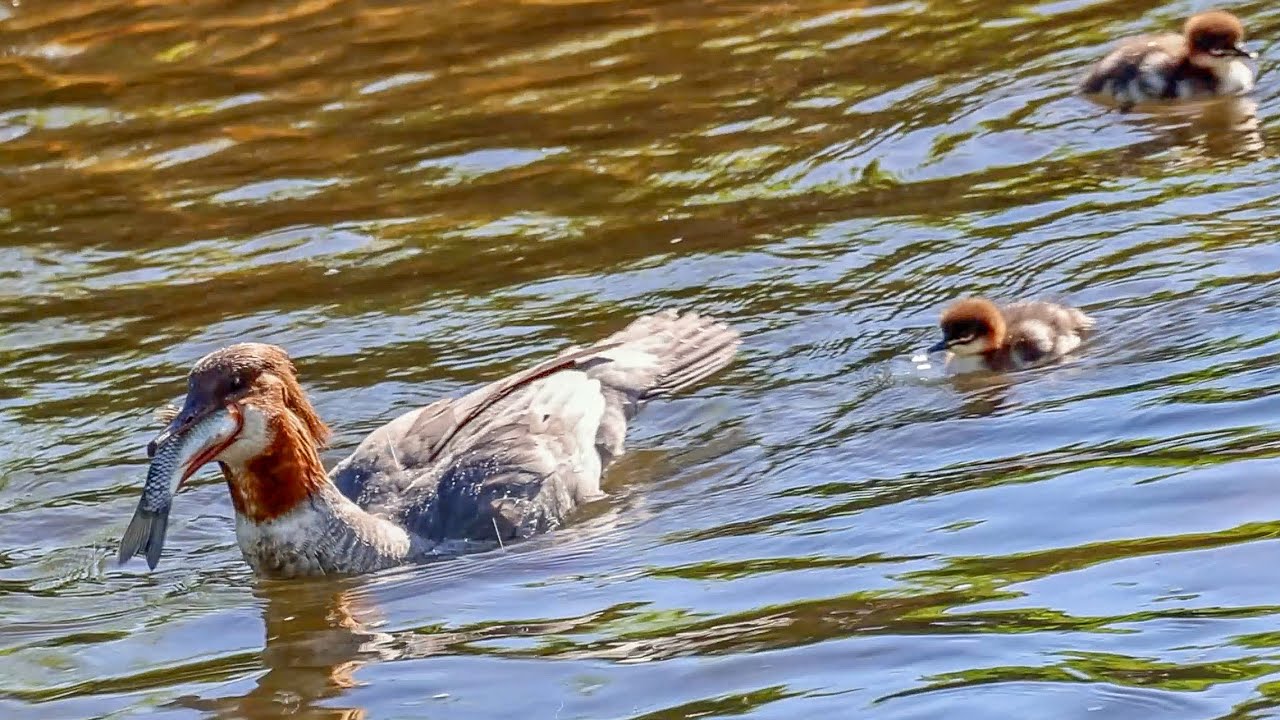 Catch of the Day / Fischen, Bootsfahrt - Gänsesäger mit Küken / Merganser with Chicks on a Boat Trip