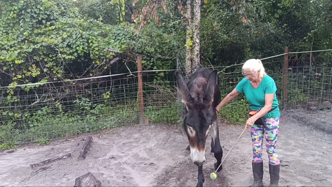 Teaching the Spanish walk. - part 2