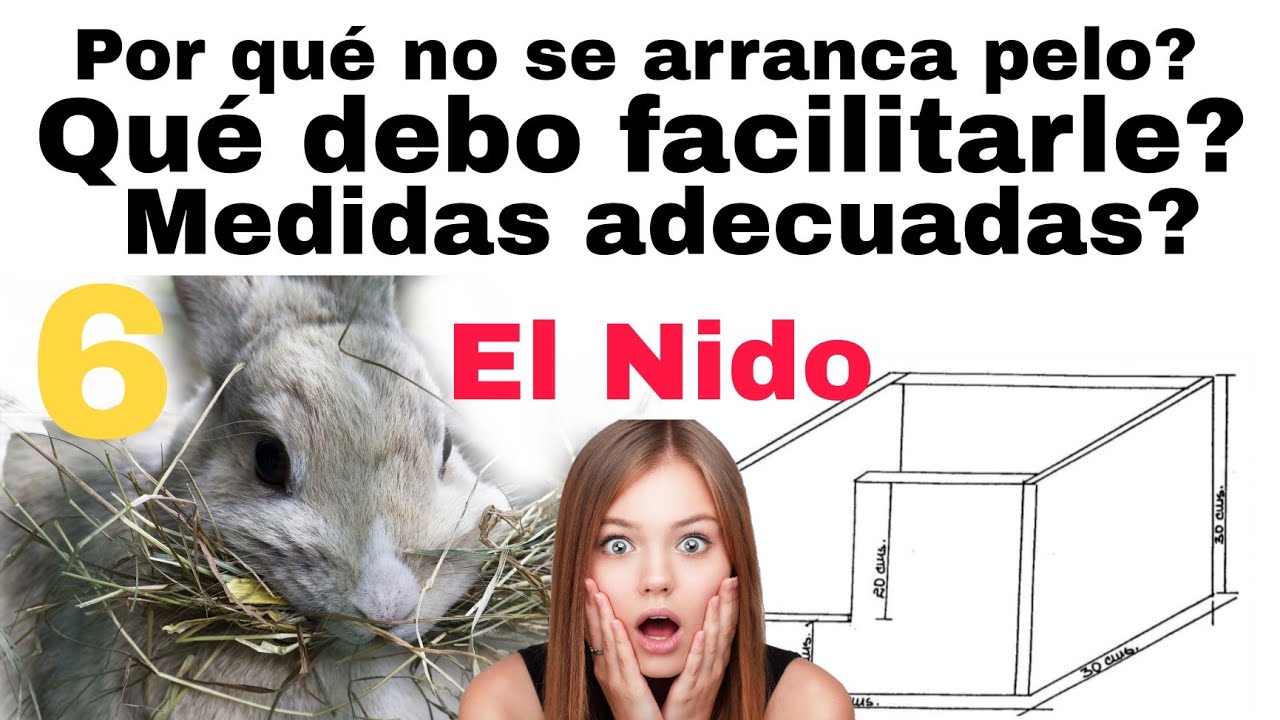 Cómo hacer un NIDO para mi CONEJA🐰 [MEDIDAS para nido de conejos]📏mi coneja se arranca el PELO💇‍♀️
