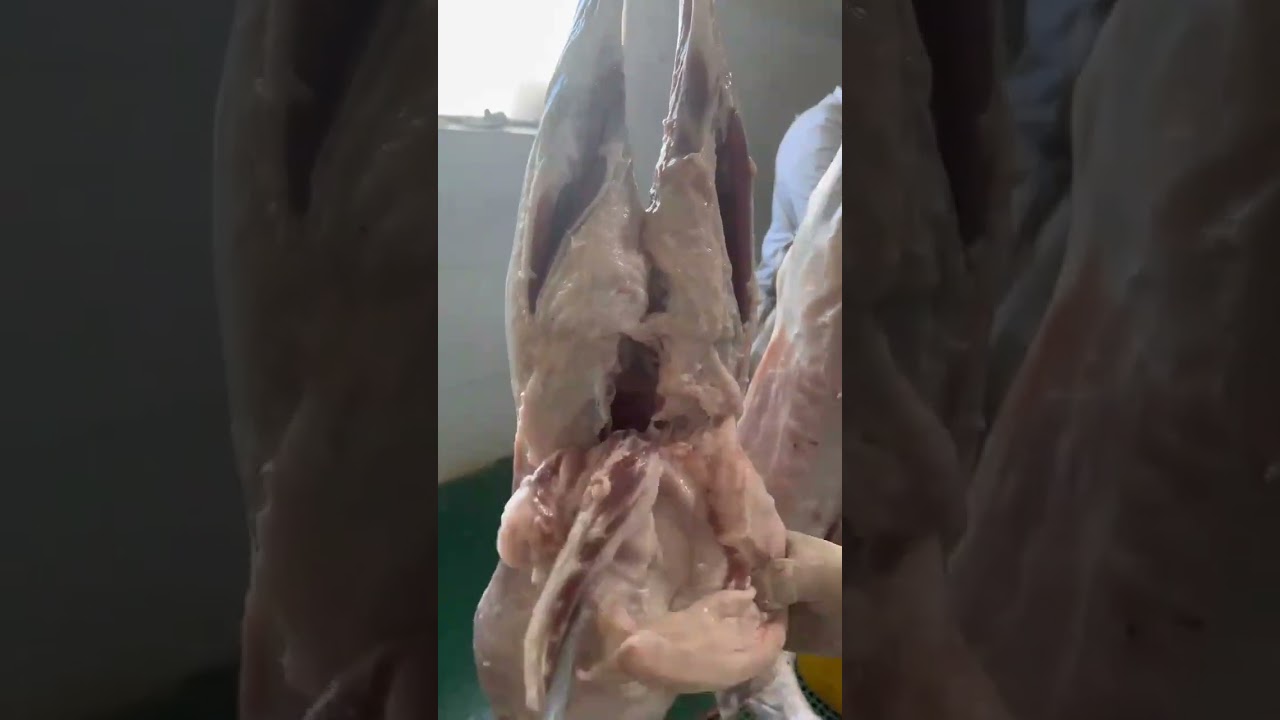 #How to carve lamb tail#Lamb tail fat rendering#Lamb fatty cuts#Mastering the carving knife  #meat