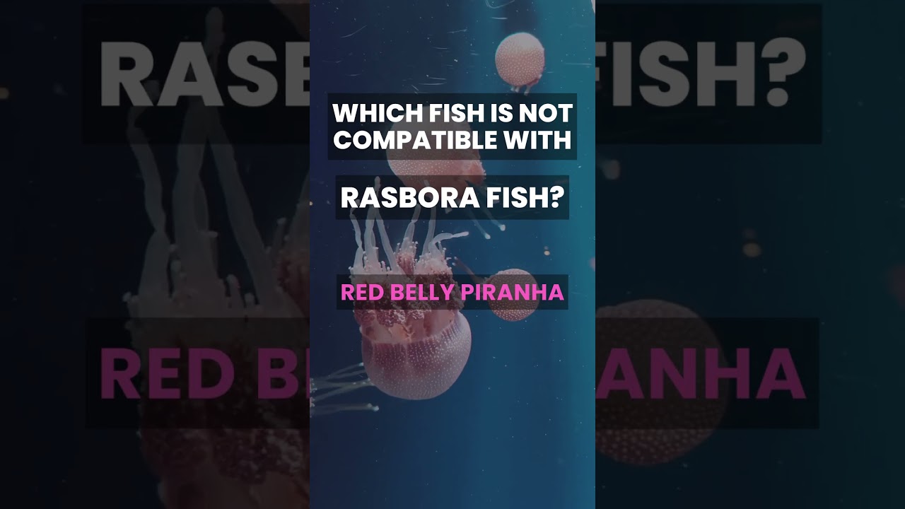 Rasbora Buddy or Not? Test Your Fish Compatibility Skills! Aquarium Fish Compatibility Challenge #29