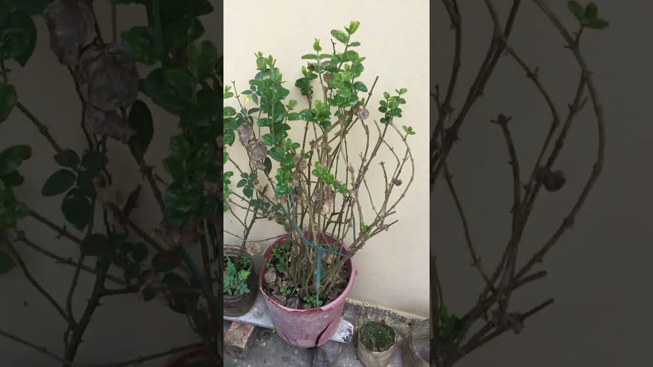 শুক্রবারে ভিডিও এখন ছাড়ছি 😶আর বেশি লং ভিডিও করতে পারি নি #foryou #gardening #shortsviral 