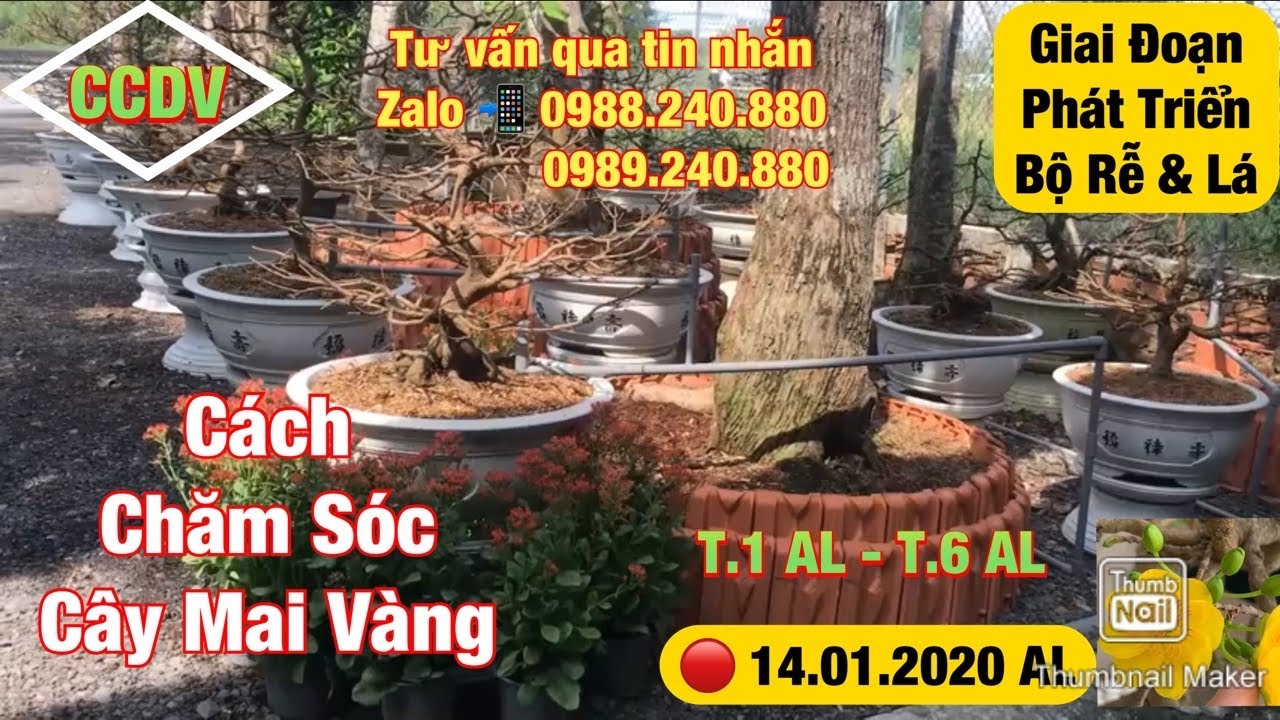 🔴 CCDV # 015: Cách Chăm Sóc Mai Vàng Từ T.1 - T.6 AL | GĐ Phát Triển || CCDV. 07.02.2020