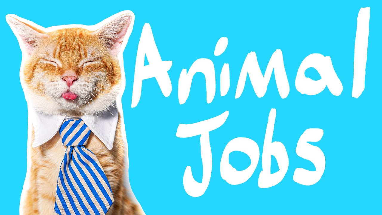 14 Animals With Jobs | Animals who work for a living!