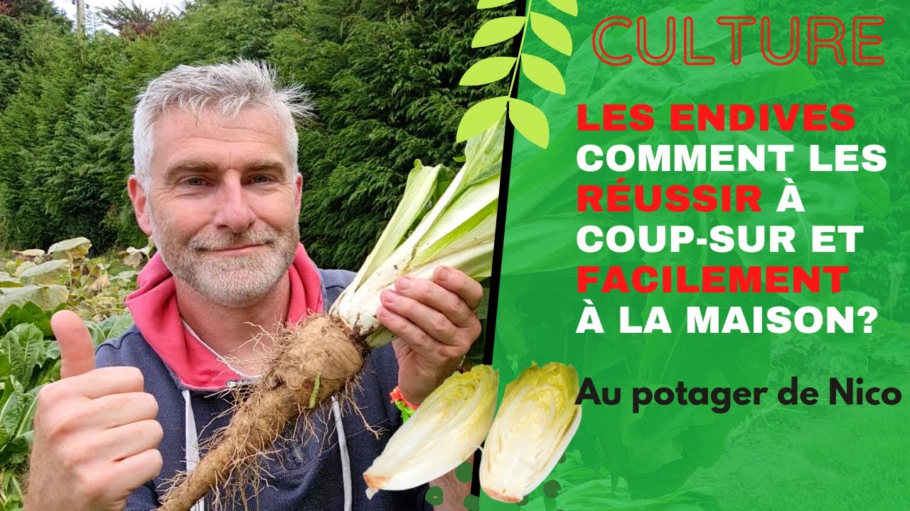 Endives 🎍 - Découvrez comment cultiver des endives à la maison - Tuto simple et  facile