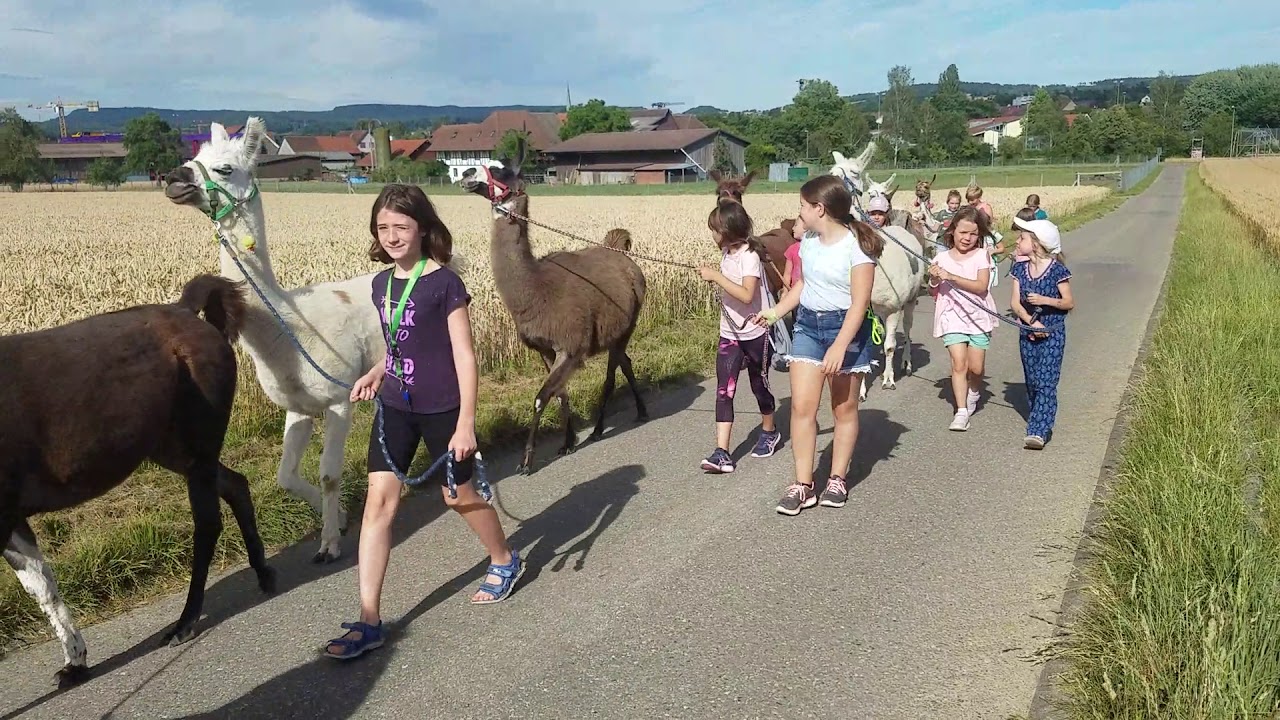 Meitliriege H&ouml;ri mit d&auml; Lamas unterwegs