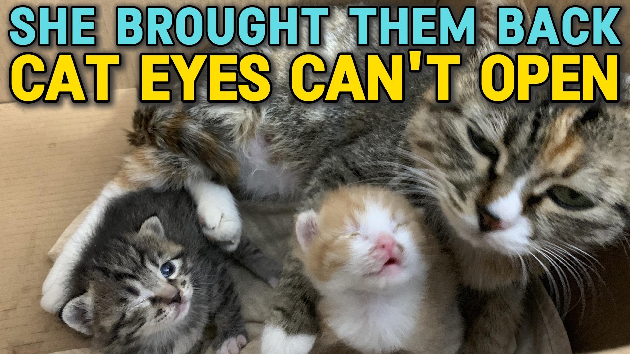 Tiny Rescue Kittens Open Their Eyes 👀 | Stray Cats Rescue