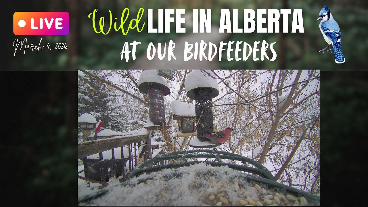 And MORE snow at our Birdfeeders in #Alberta #Canada ☃️#wildlife #bluejays #snow #albertaweather