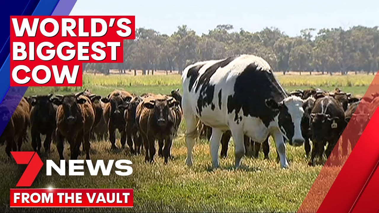 'WORLD'S BIGGEST COW' | Meet Knickers, the giant steer who the world fell in love with | 7NEWS