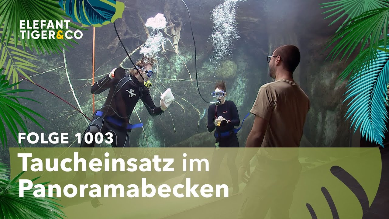 Auch der Fisch macht Häufchen (Folge 1003) | Elefant, Tiger & Co. | MDR