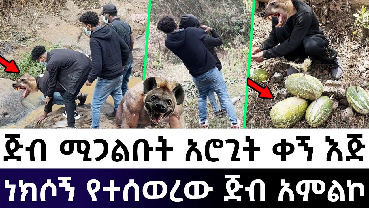 የነከሰኝ ጅብ ዱባ ሰብስቦ ባእድ አምልኮ ሲፈፅም እጅ ከፍንጅ ያዝነው!! - እርጉዟ ጂብ ይዘዋት ተሰወሩ!!