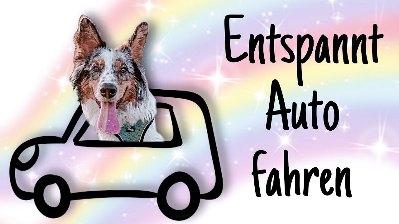 Entspannt Autofahren | Hundetraining | Hund ans Auto gewöhnen