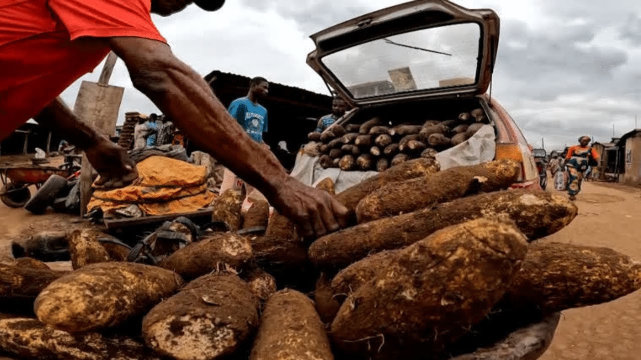 Scientists sequence yams hoping for food security in West Africa