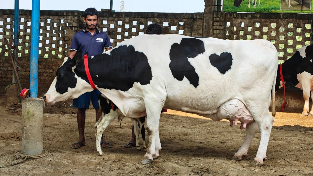 11 Cows for sale, 11 ਗਾਵਾਂ ਸ੍ਰੀ ਕ੍ਰਿਸ਼ਨਾ ਡੇਅਰੀ ਫਾਰਮ ਦੀਆਂ ਵਿਕਾਊ 