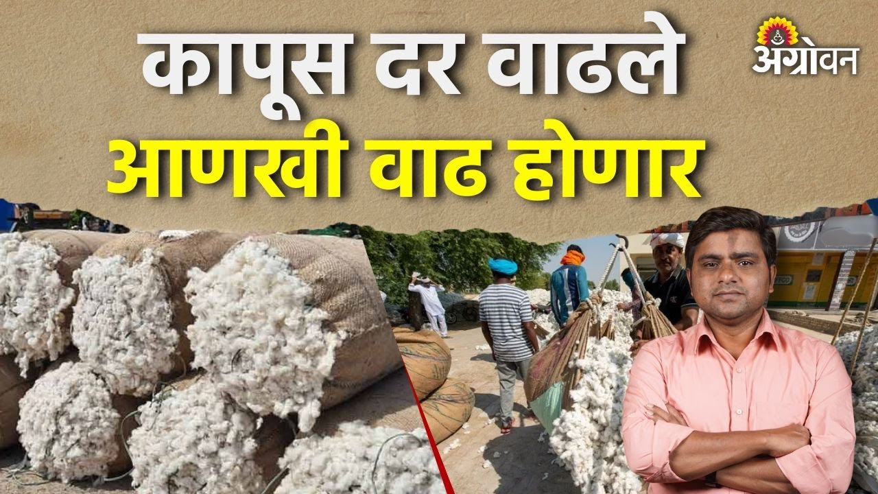 Cotton Rate: कापूस आयात शुल्क कायम राहील्यास दर किती वाढतील ? | Agrowon