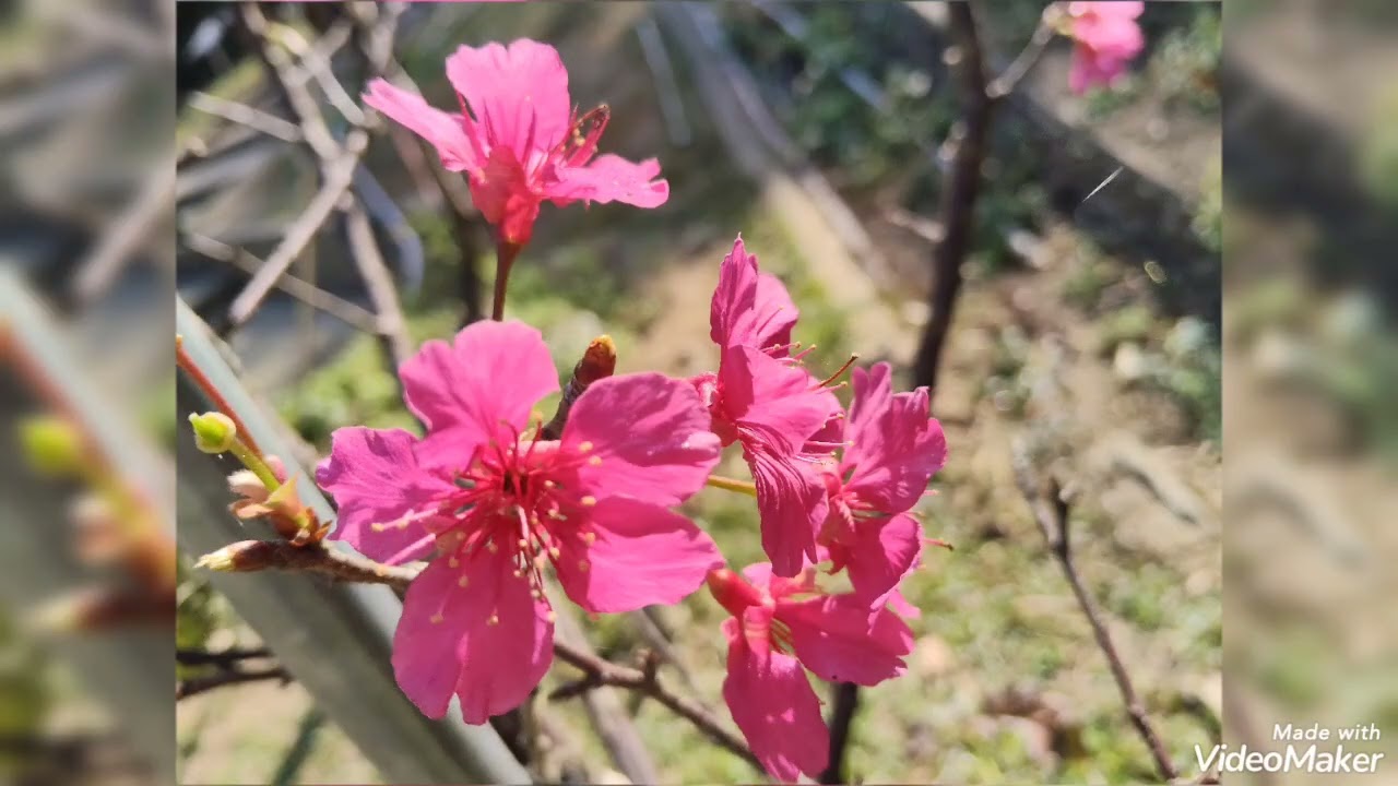115.2.13山上區花園淨水廠