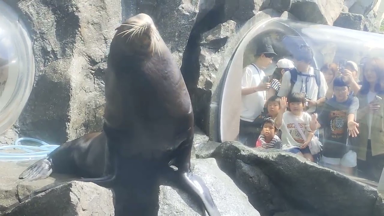鳥羽水族館 カリフォルニアアシカ
