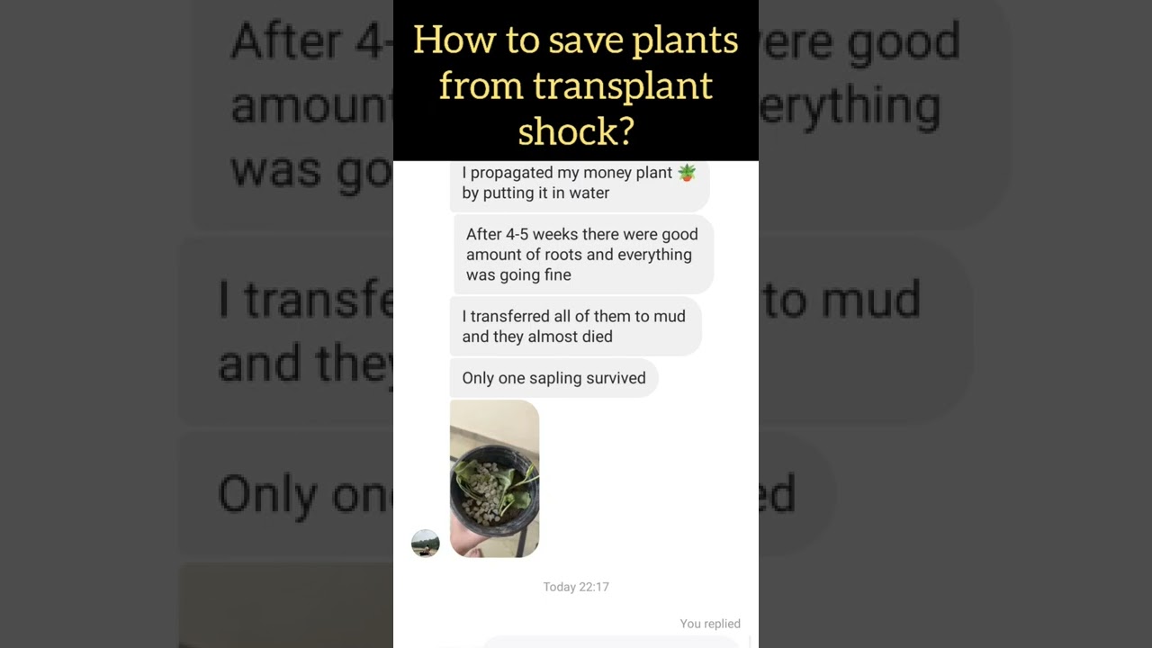 How to save plant cutting from transplant shock? #plant #plantshock #transplant #watertosoil