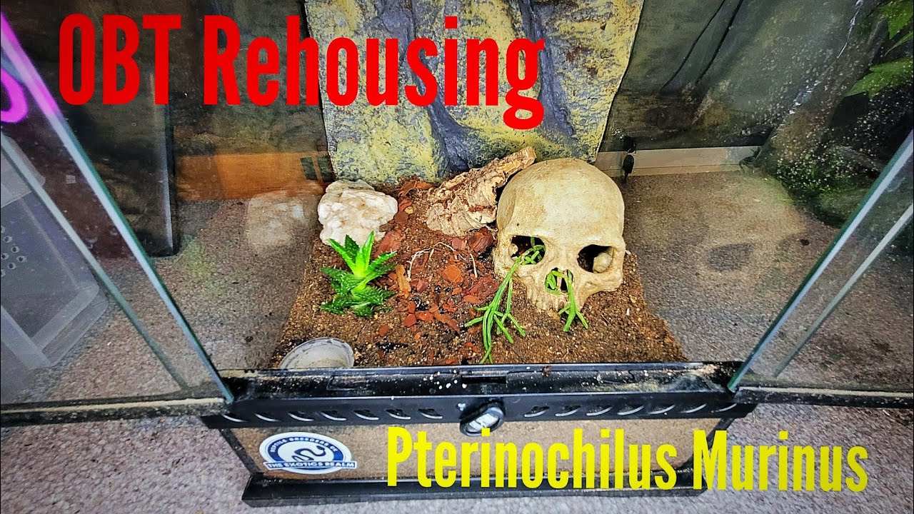 OBT Rehousing | Setting up my OBTs New Enclosure!