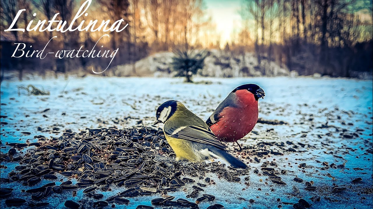 #birds #asmr #nature #birdwatching #wildlife #birdsounds #videoforcats #lintulinna