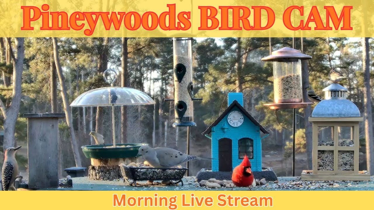 LIVE Morning Cam | Watch Wild Birds! | Cardinals, Blue Jays, Woodpeckers & More | March 9th, 2026