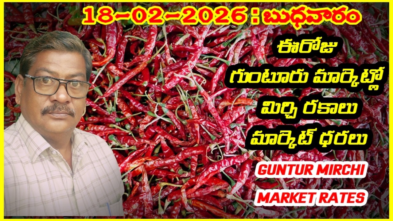 18 FEBRUARY 2026 GUNTUR MARKET MIRCHI RATES|గుంటూరు మిర్చి మార్కెట్ ధరలు|गुंटूर मार्केट मिर्च के रेट