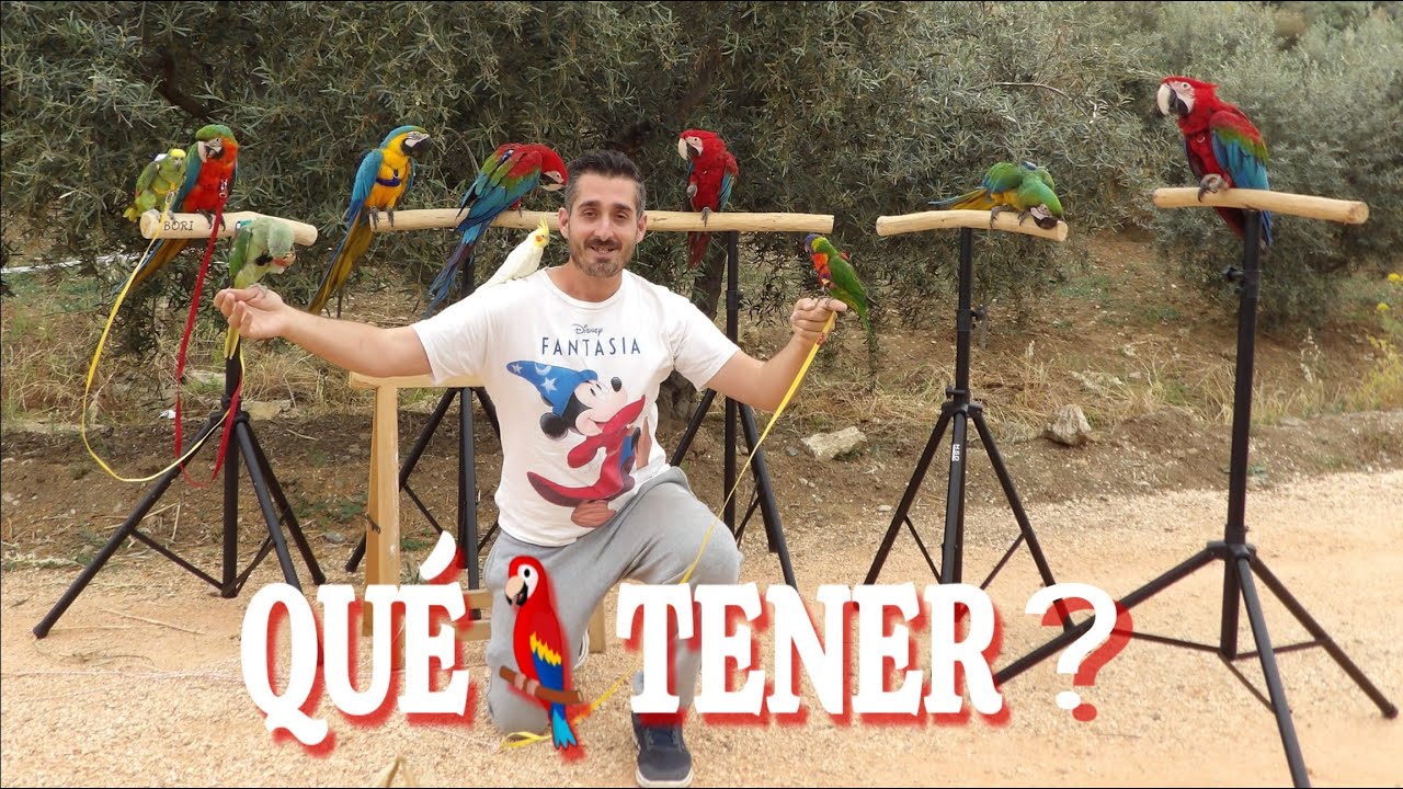 🤔¿que TIPO de LORO comprar?🦜👉CONSEJOS para tus DUDAS👍